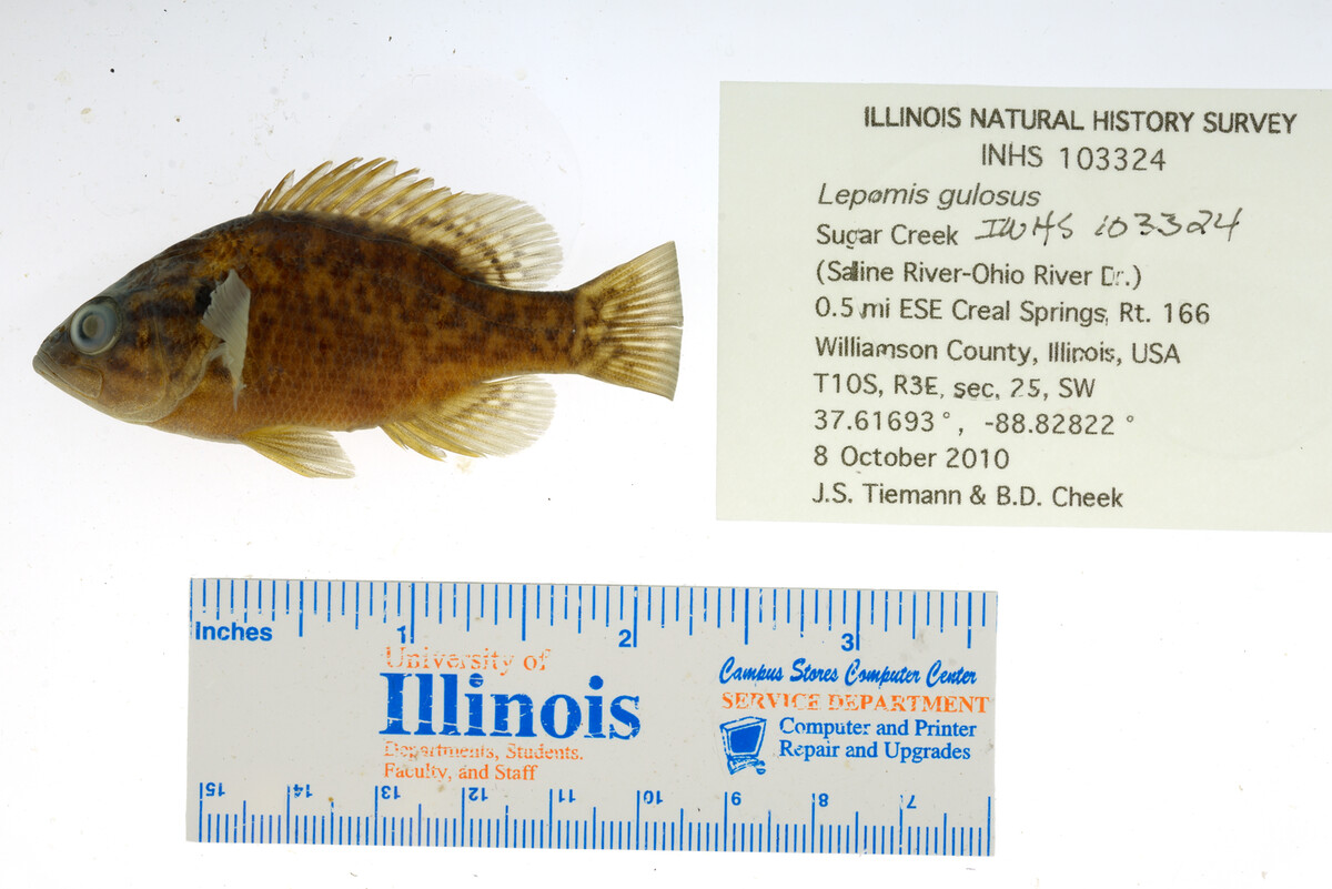 Lepomis gulosus image