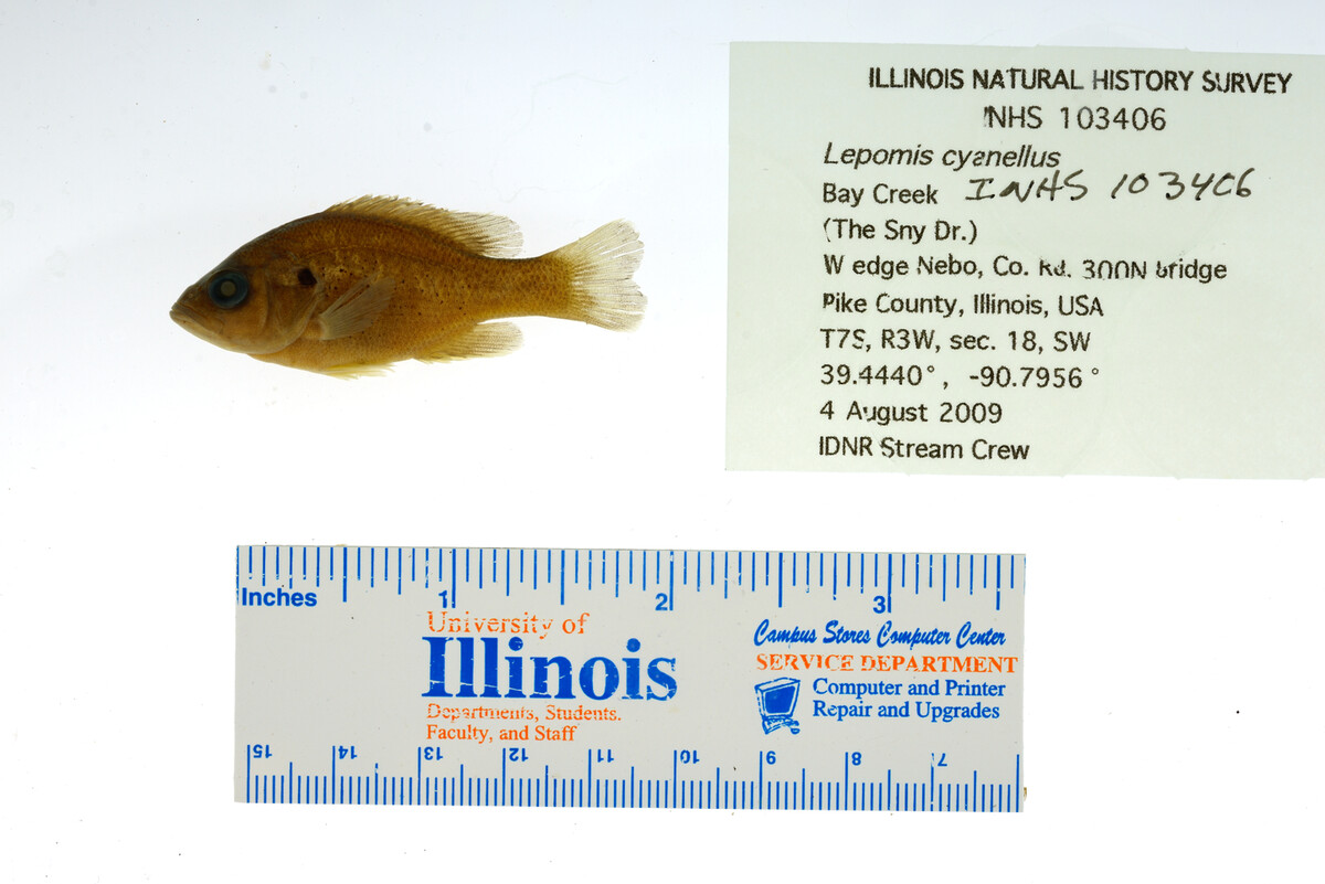 Lepomis cyanellus image