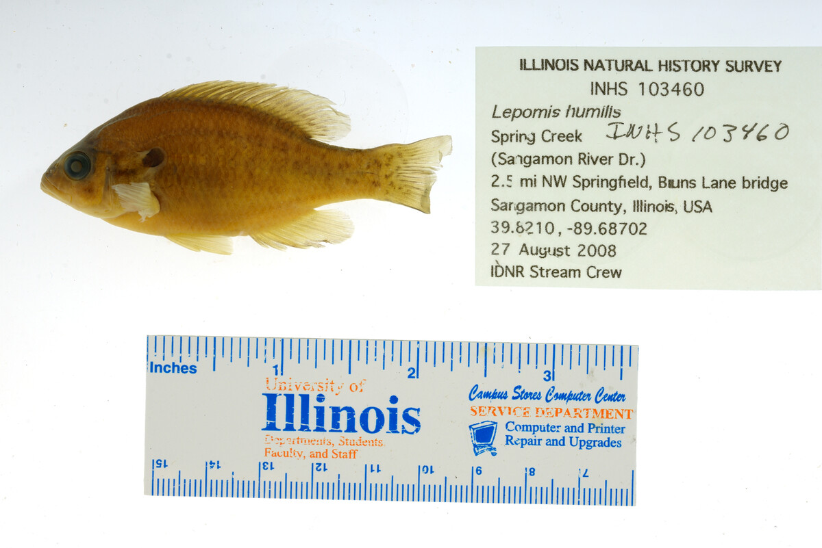 Lepomis humilis image