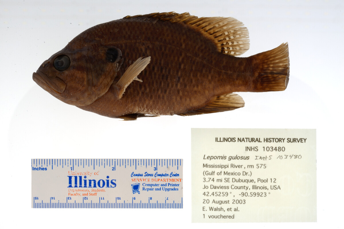 Lepomis gulosus image