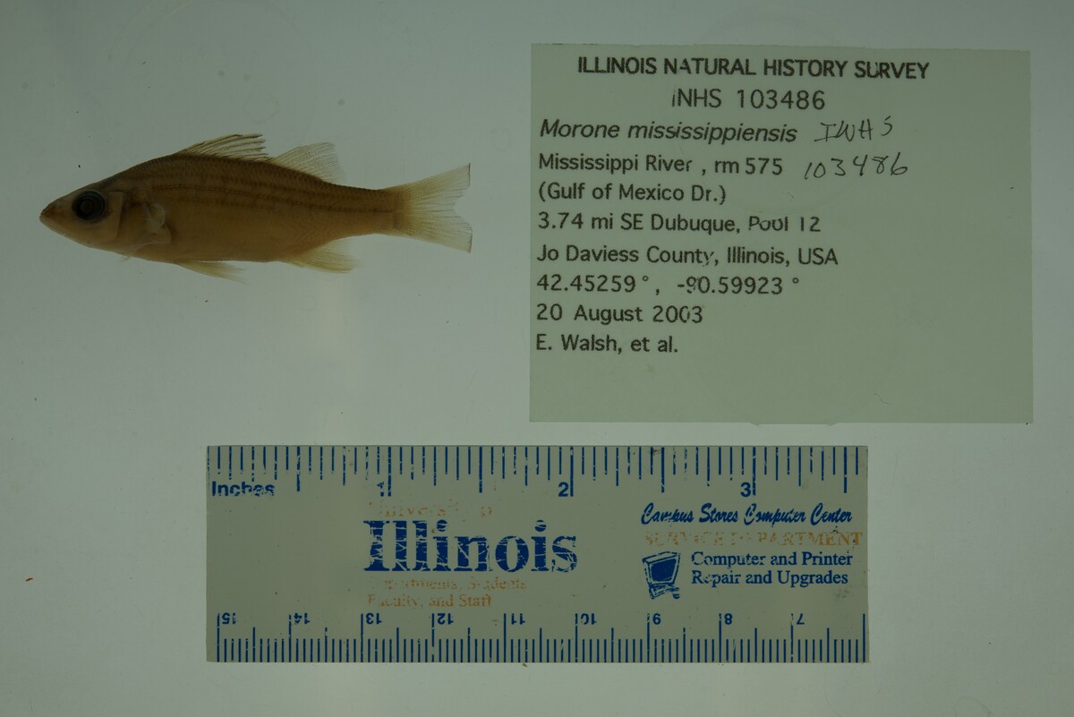 Morone mississippiensis image