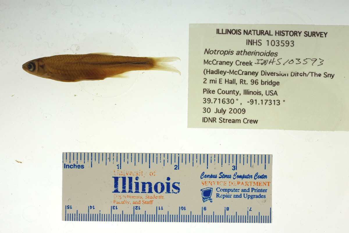 Notropis atherinoides image