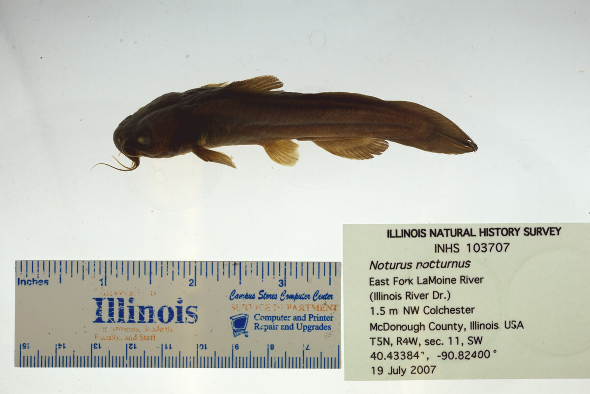 Noturus nocturnus image