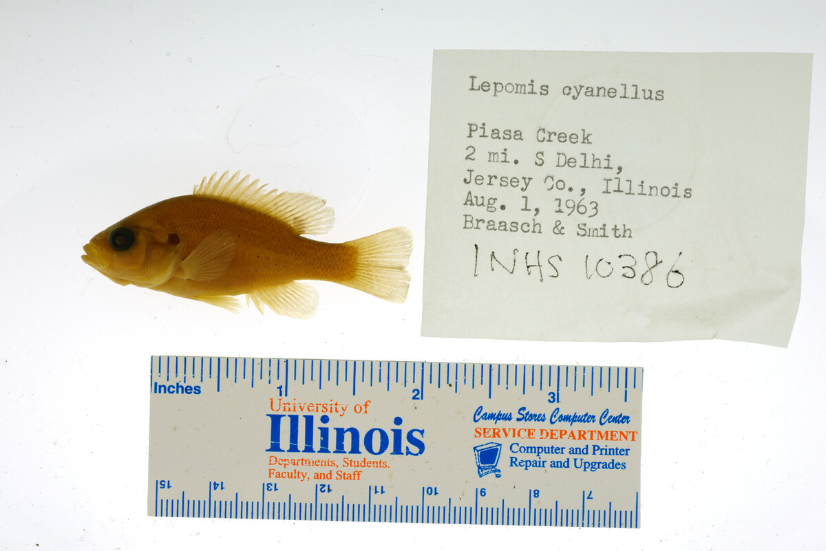 Lepomis cyanellus image