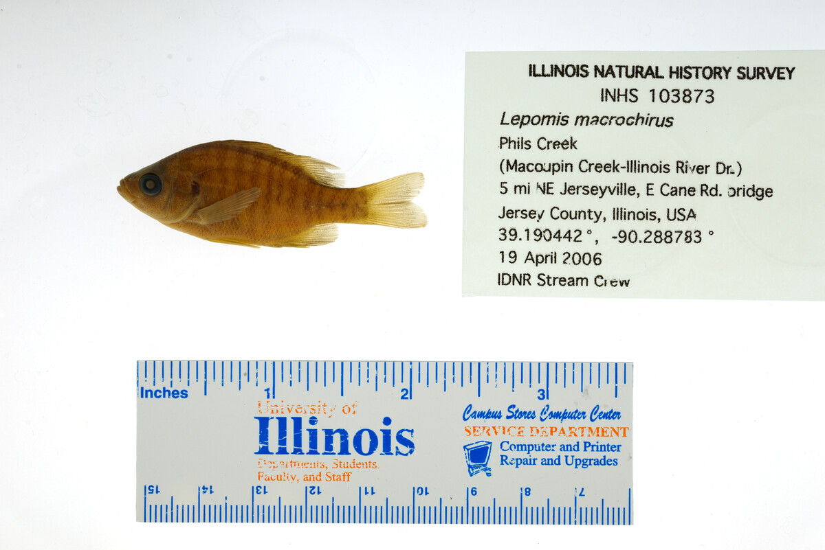 Lepomis macrochirus image
