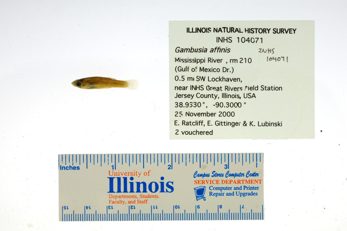 Gambusia affinis image
