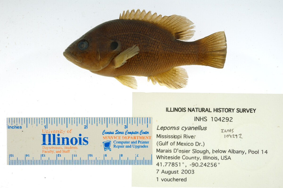 Lepomis cyanellus image