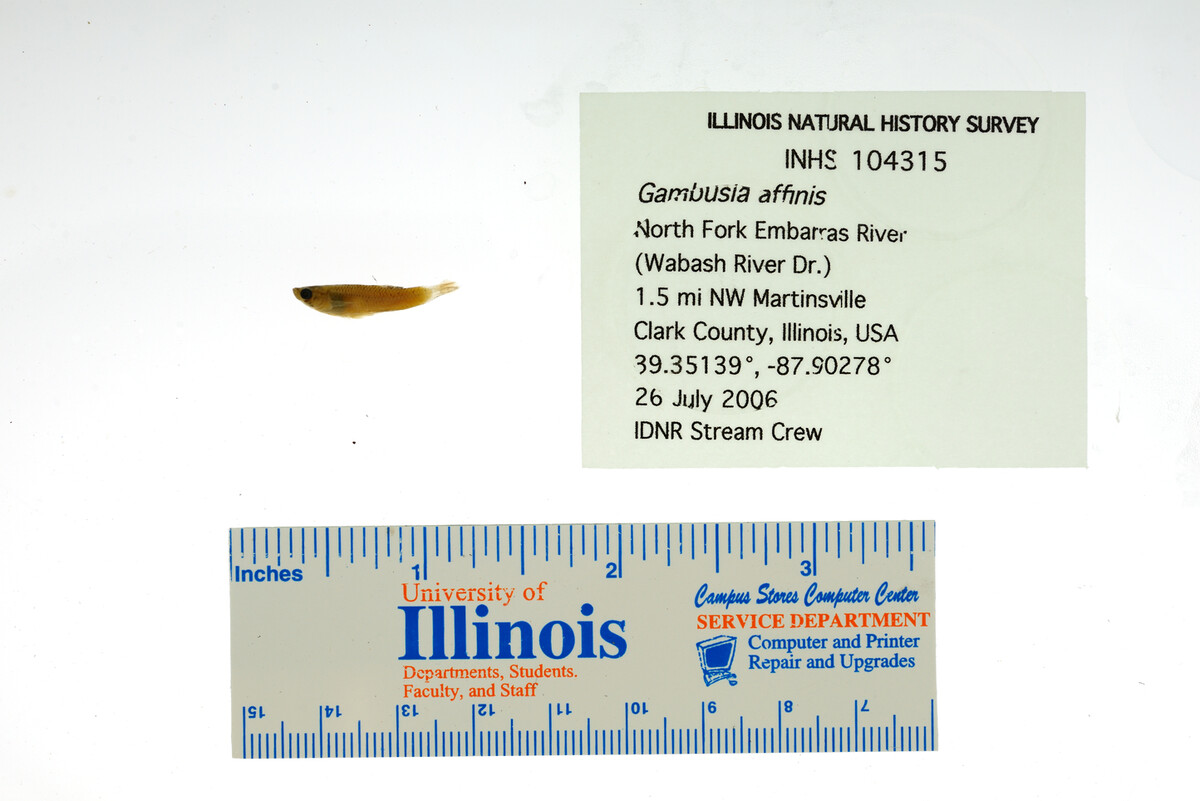 Gambusia image