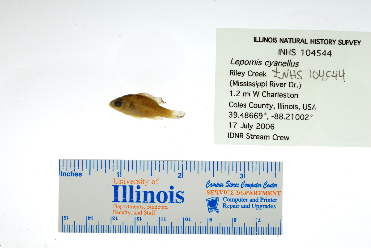 Lepomis cyanellus image