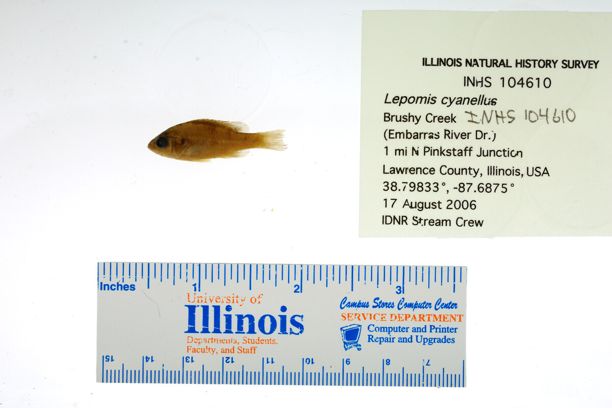 Lepomis image