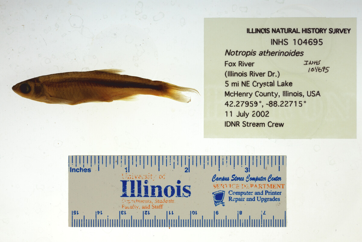 Notropis atherinoides image