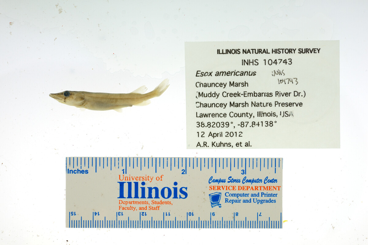 Esox americanus image