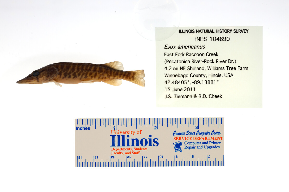 Esox americanus image