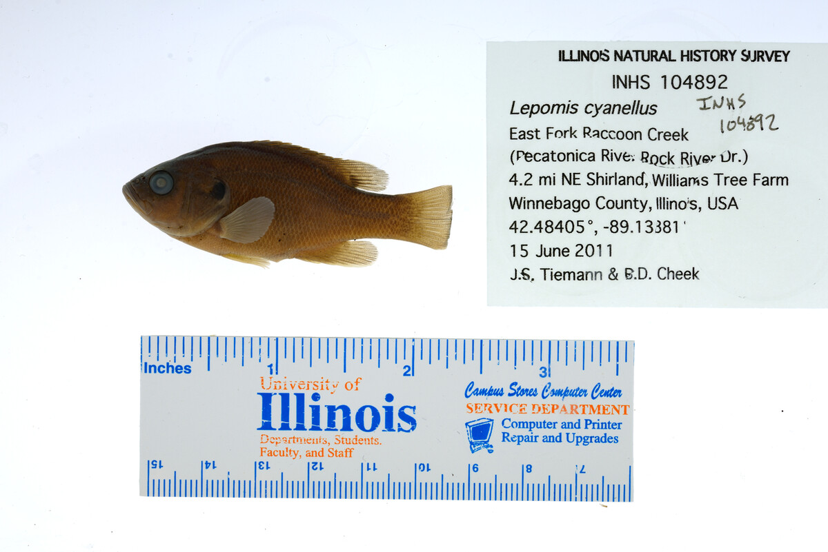 Lepomis cyanellus image