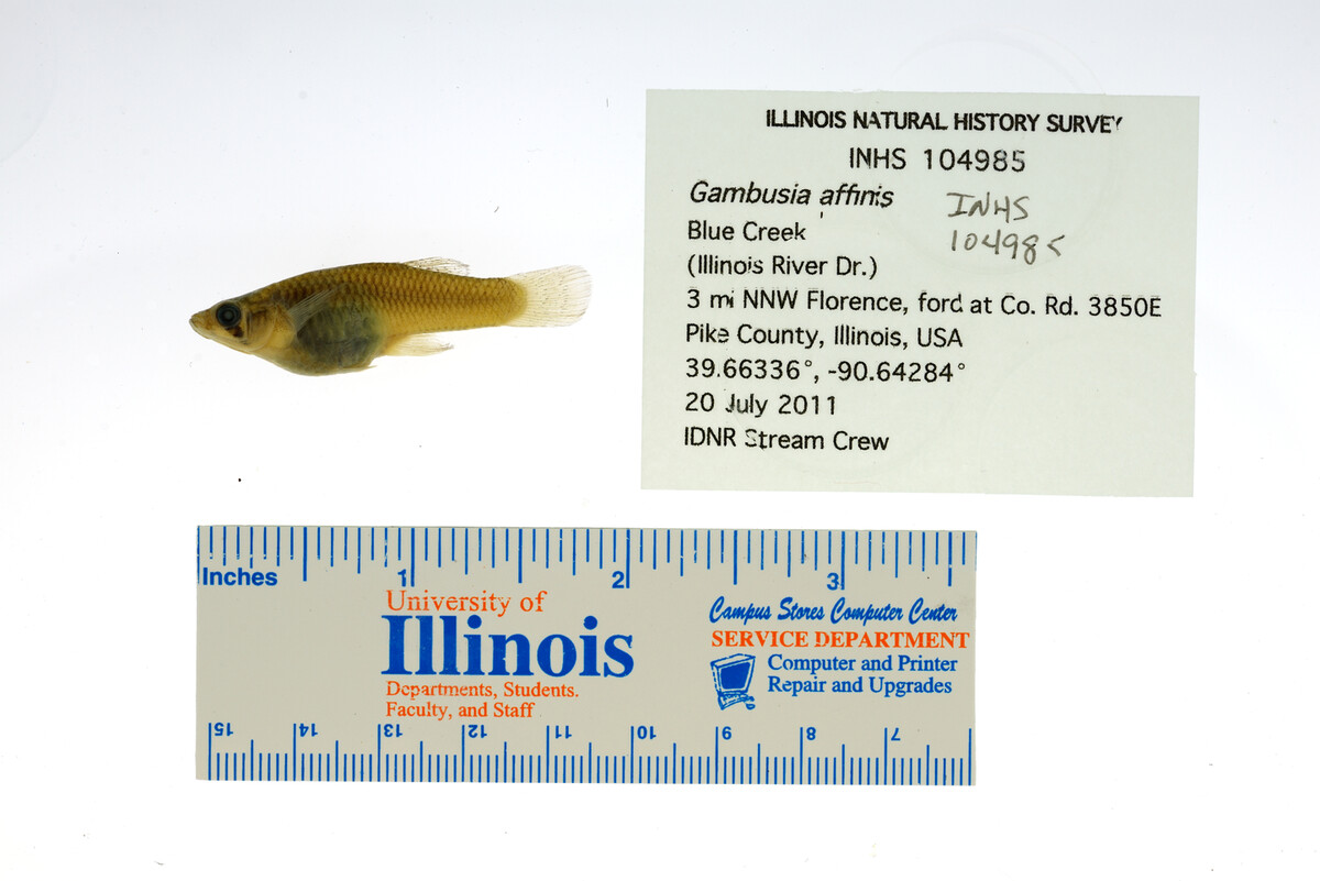 Gambusia affinis image