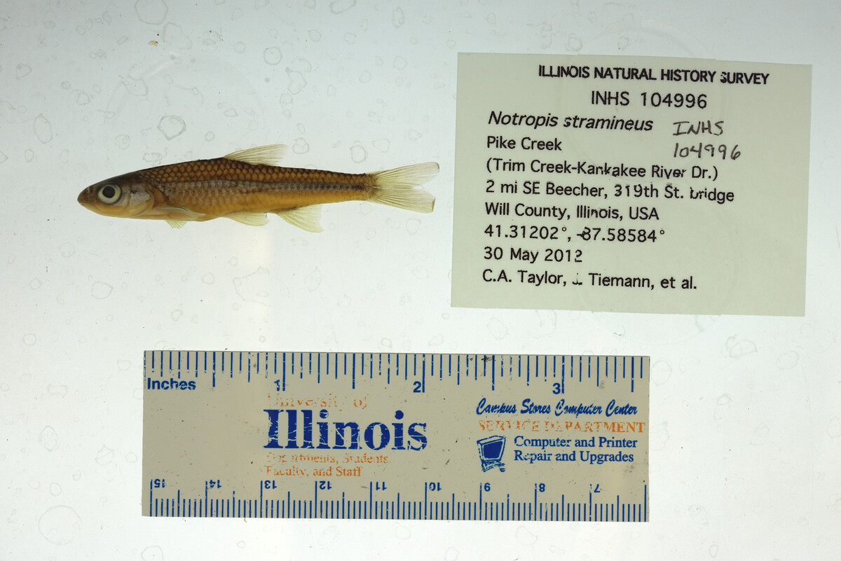 Notropis stramineus image