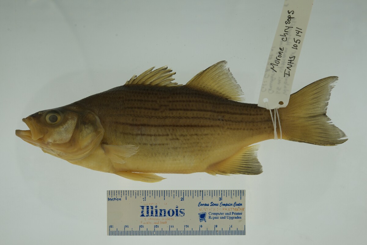 Morone chrysops image