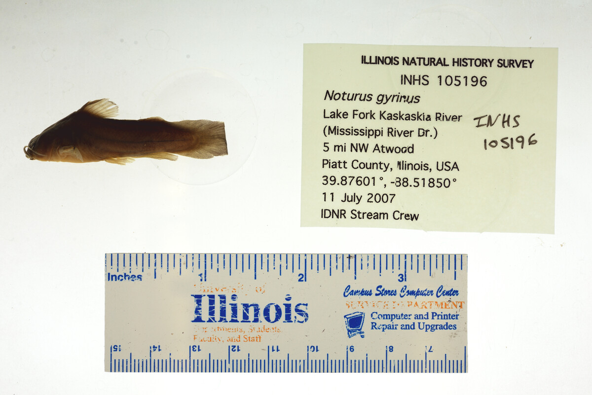 Noturus image