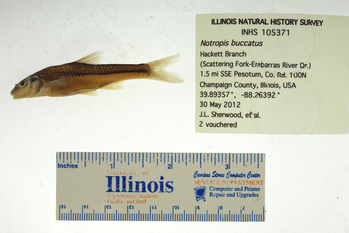 Notropis buccatus image