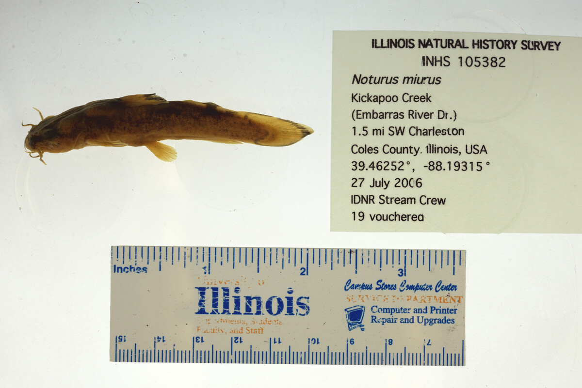 Noturus miurus image