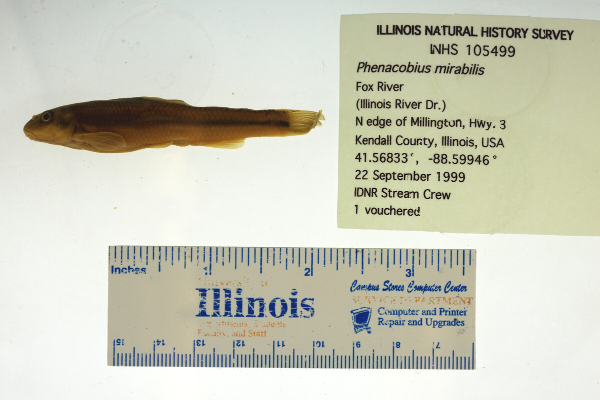 Phenacobius mirabilis image