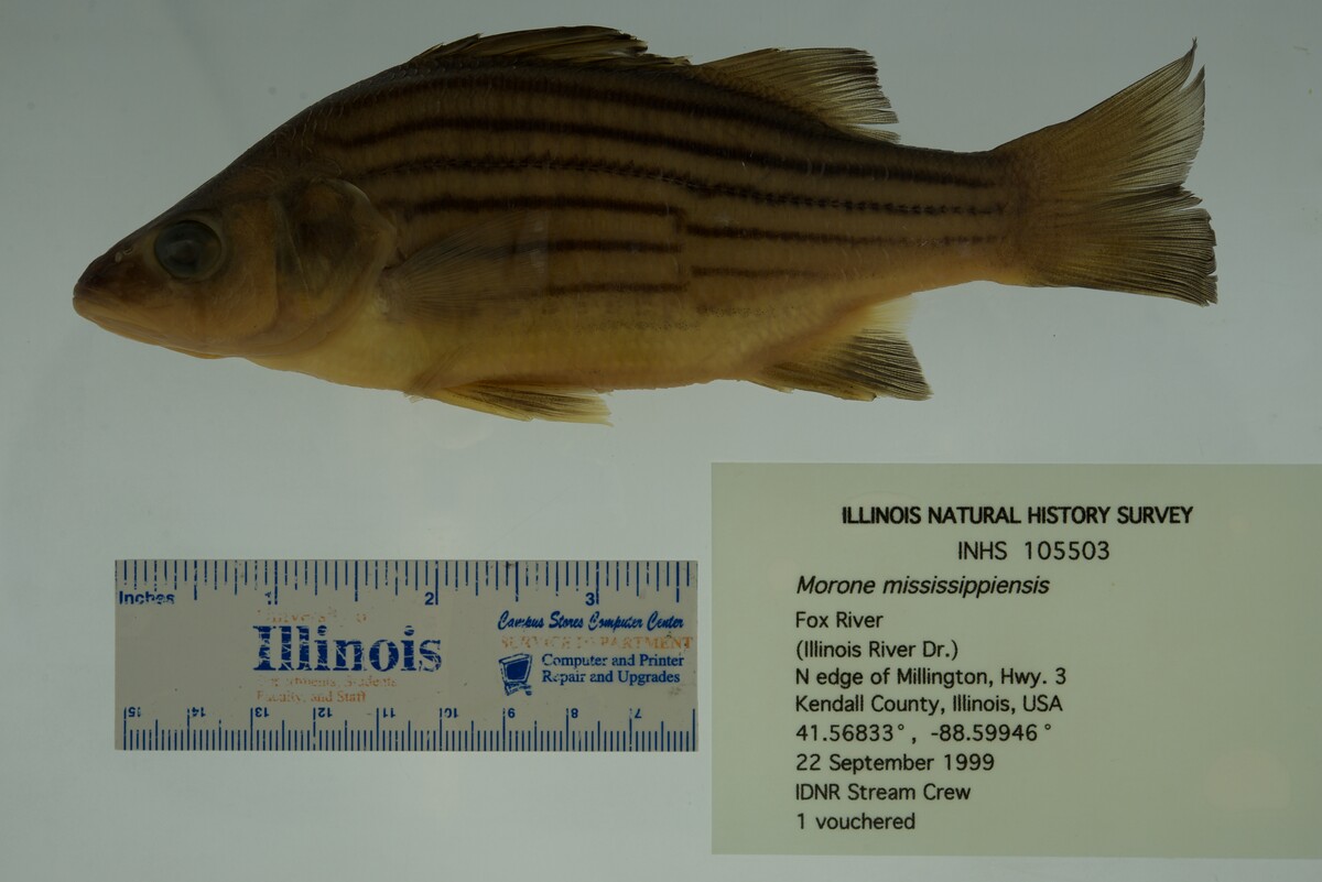 Morone mississippiensis image