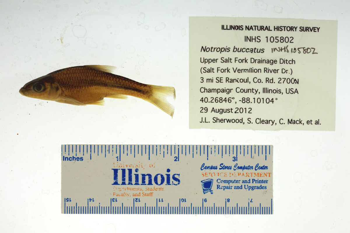 Notropis buccatus image