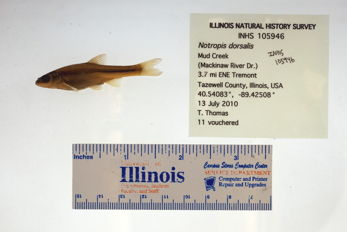 Hybopsis dorsalis image