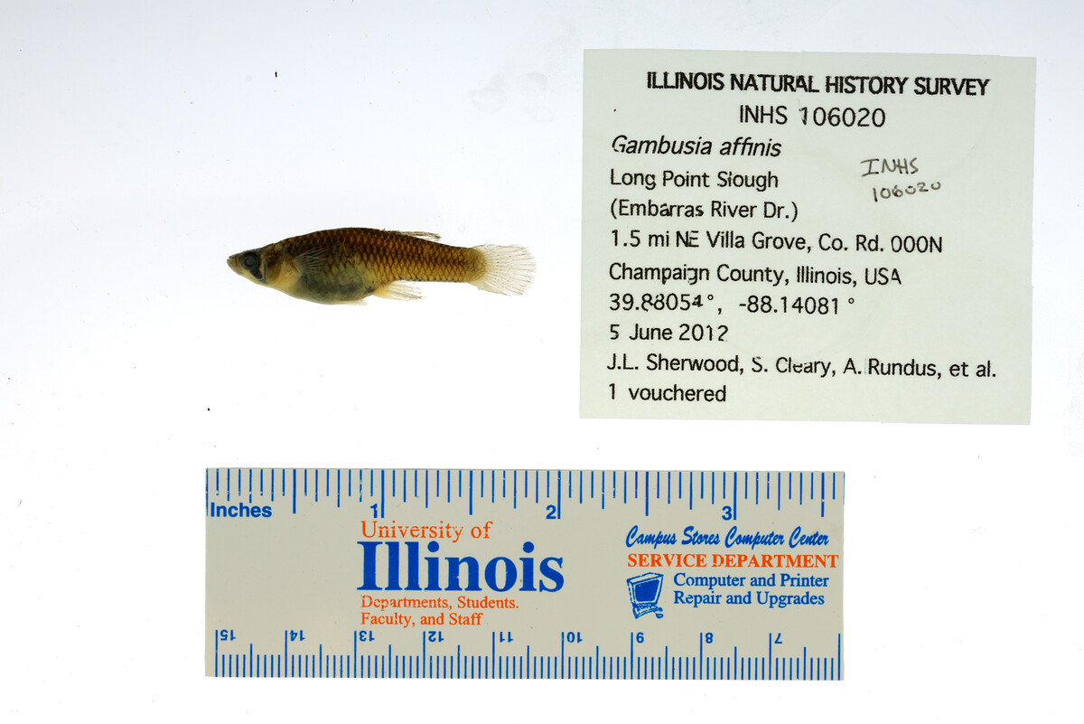 Gambusia affinis image