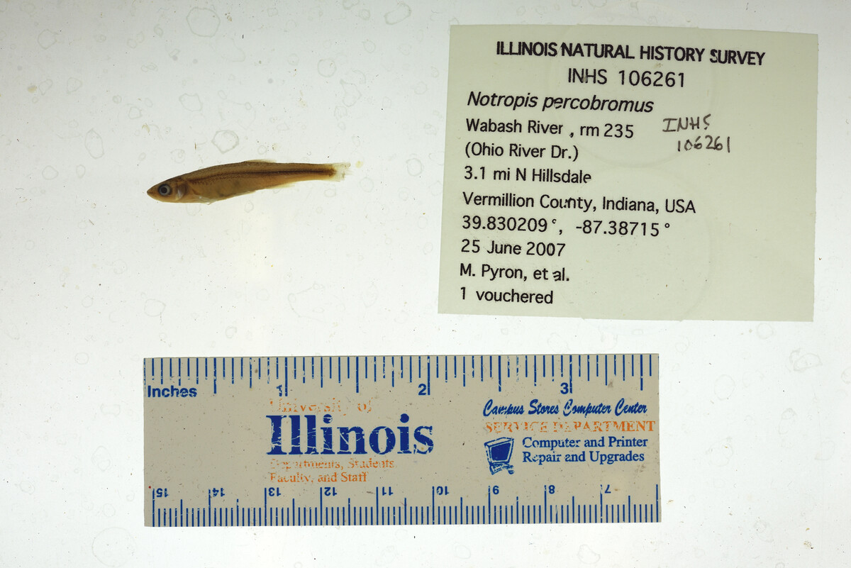 Notropis percobromus image