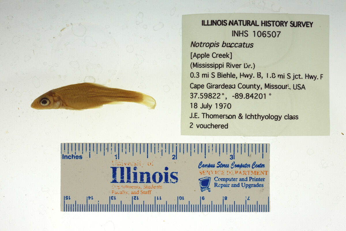 Notropis buccatus image