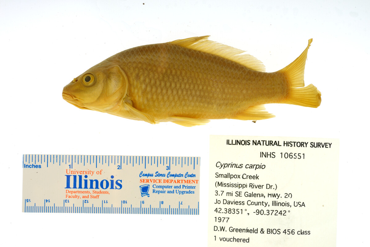 Cyprinus carpio image