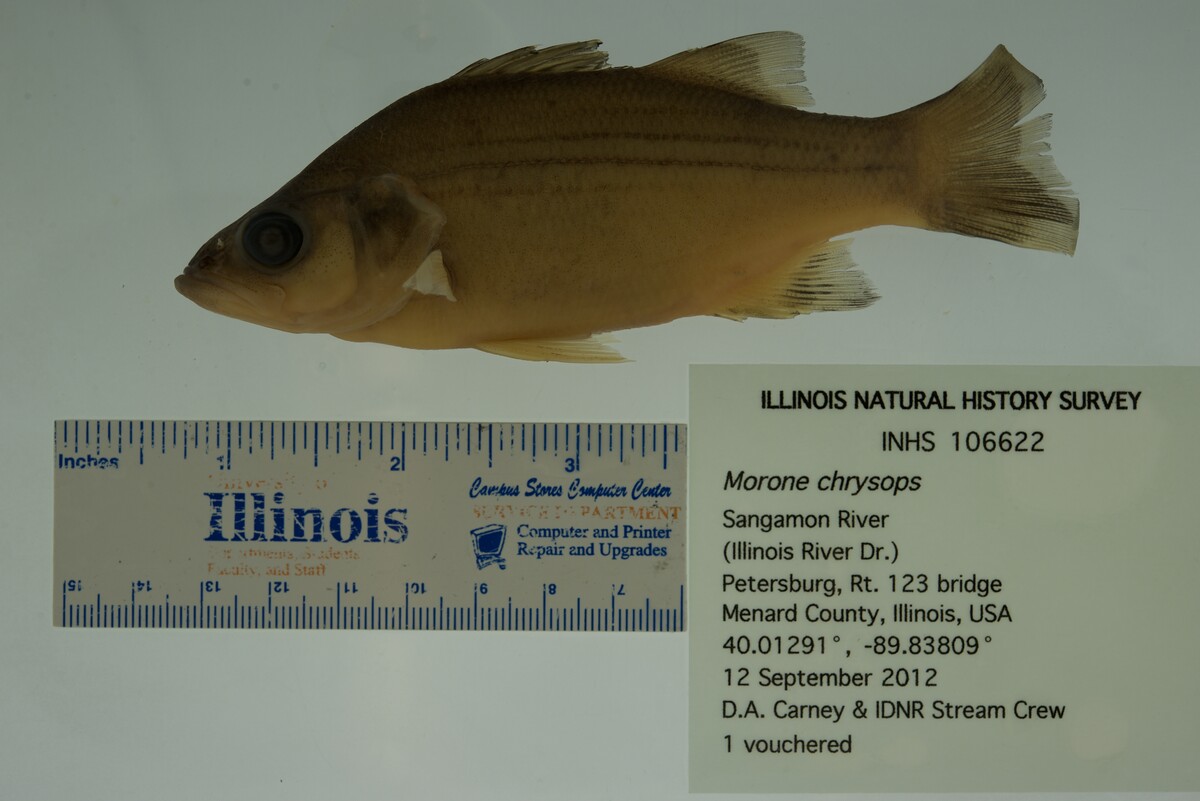 Morone chrysops image