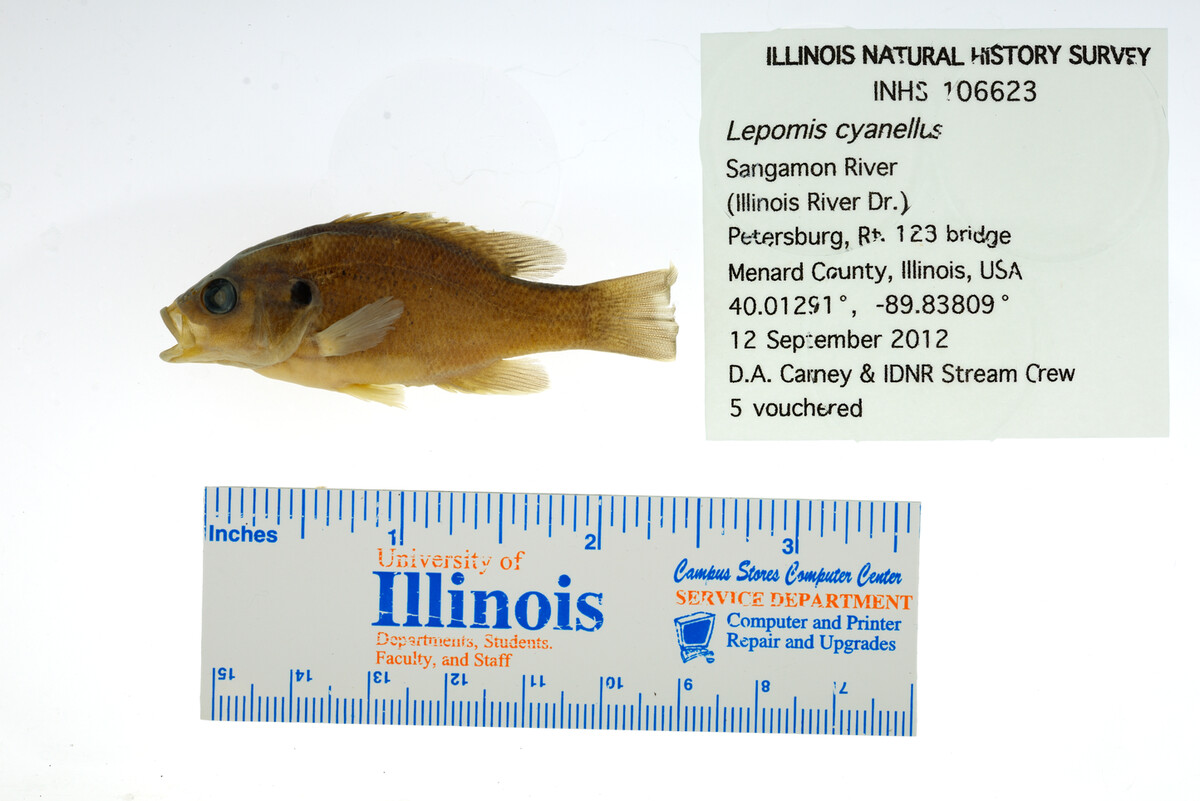 Lepomis cyanellus image