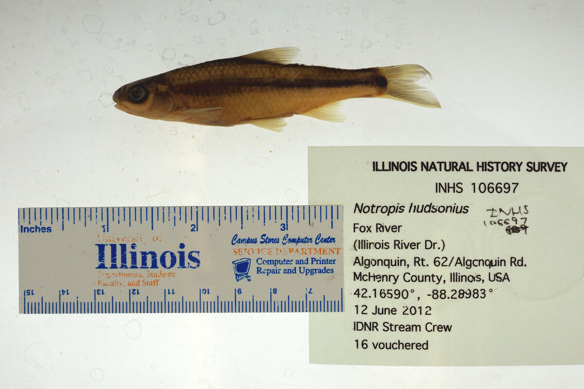 Notropis hudsonius image