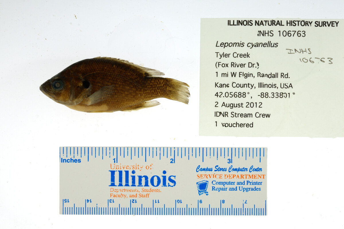 Lepomis cyanellus image