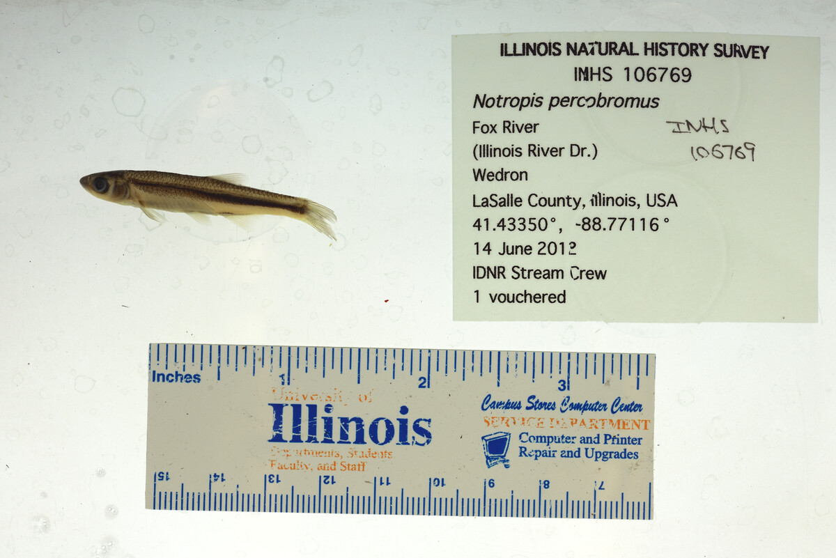 Notropis percobromus image