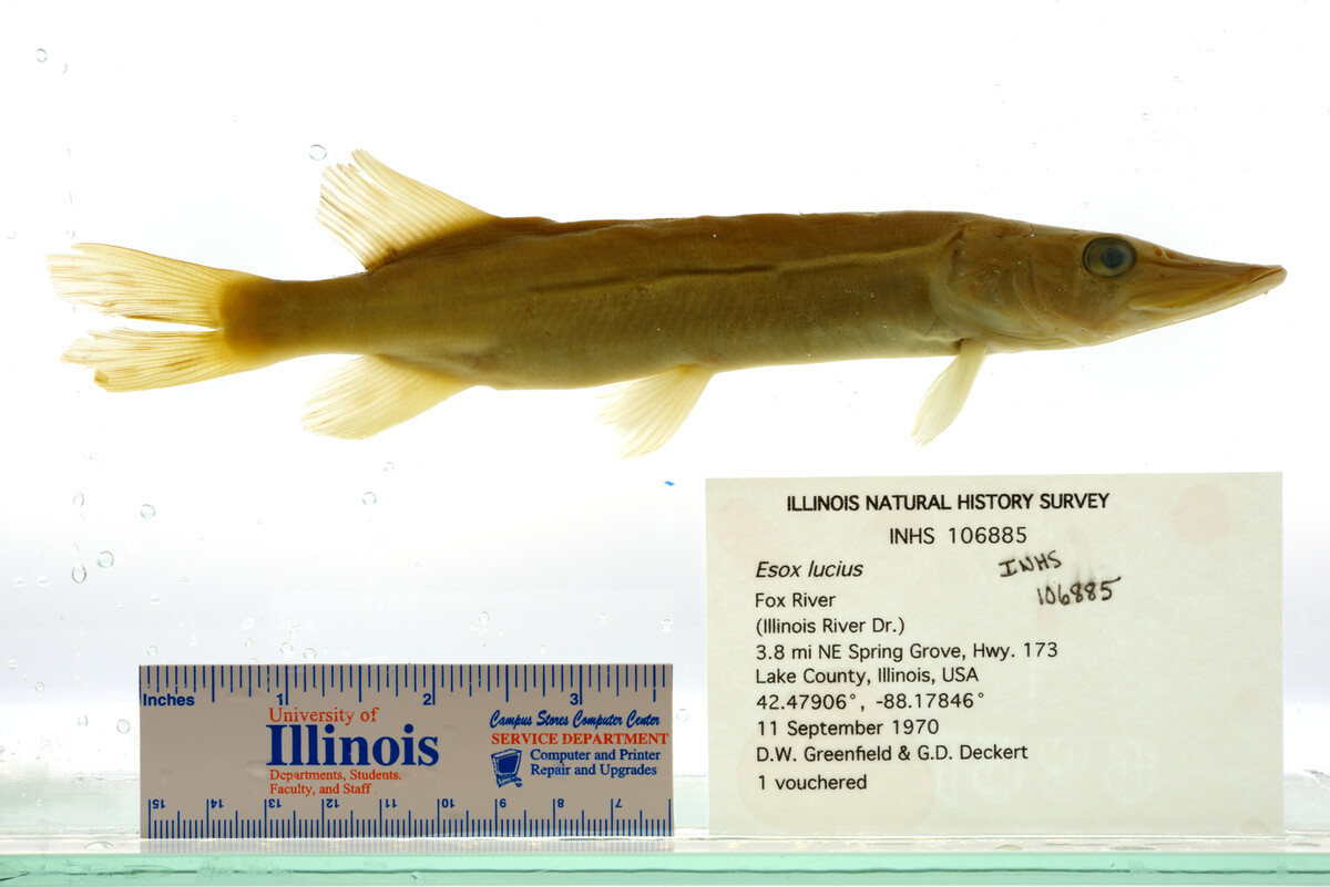 Esox image