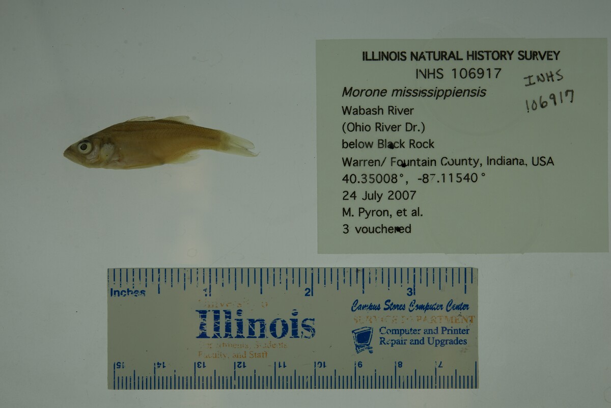 Morone mississippiensis image