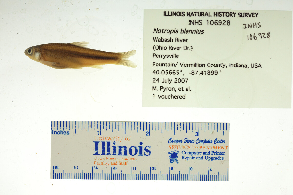 Notropis blennius image