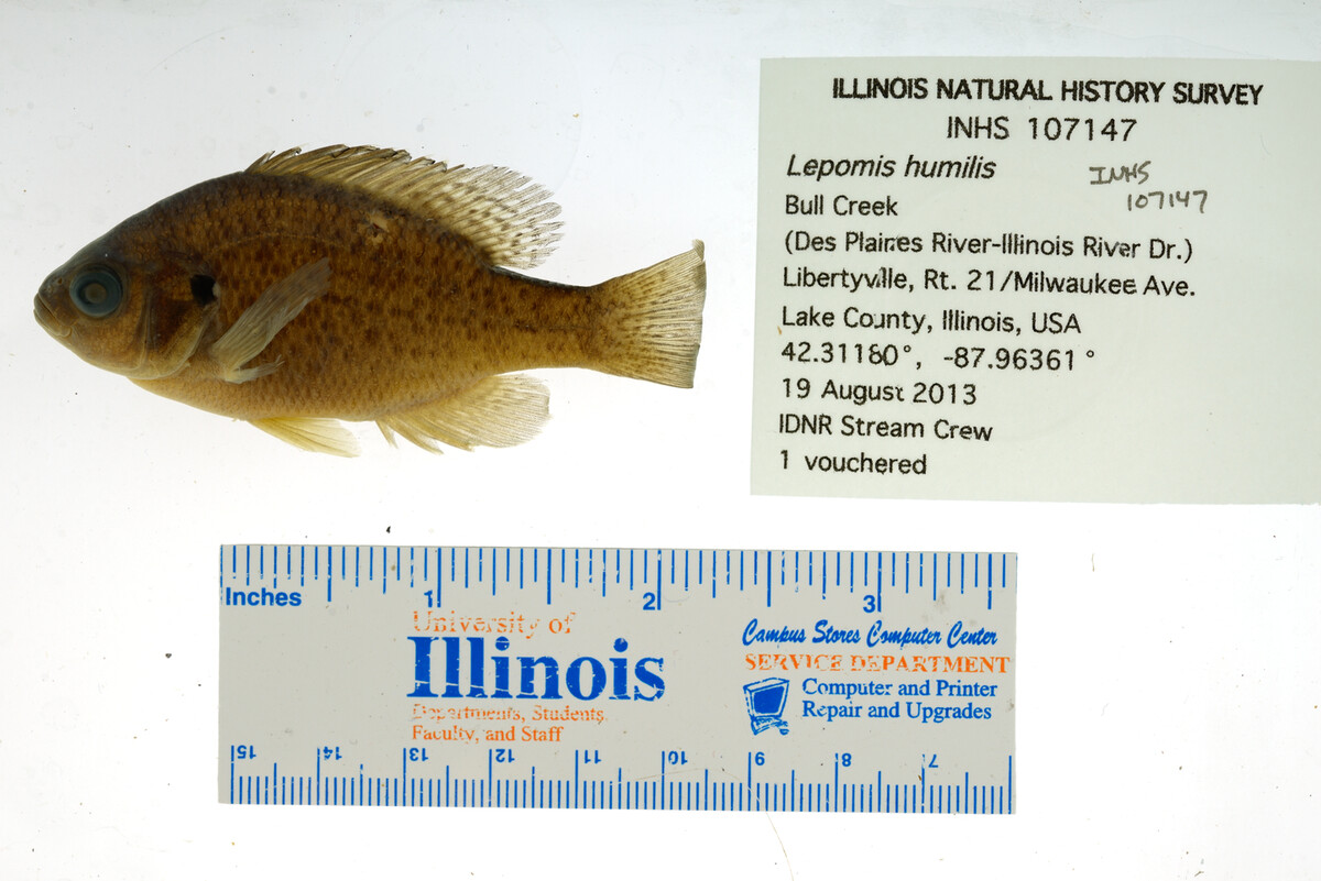 Lepomis humilis image