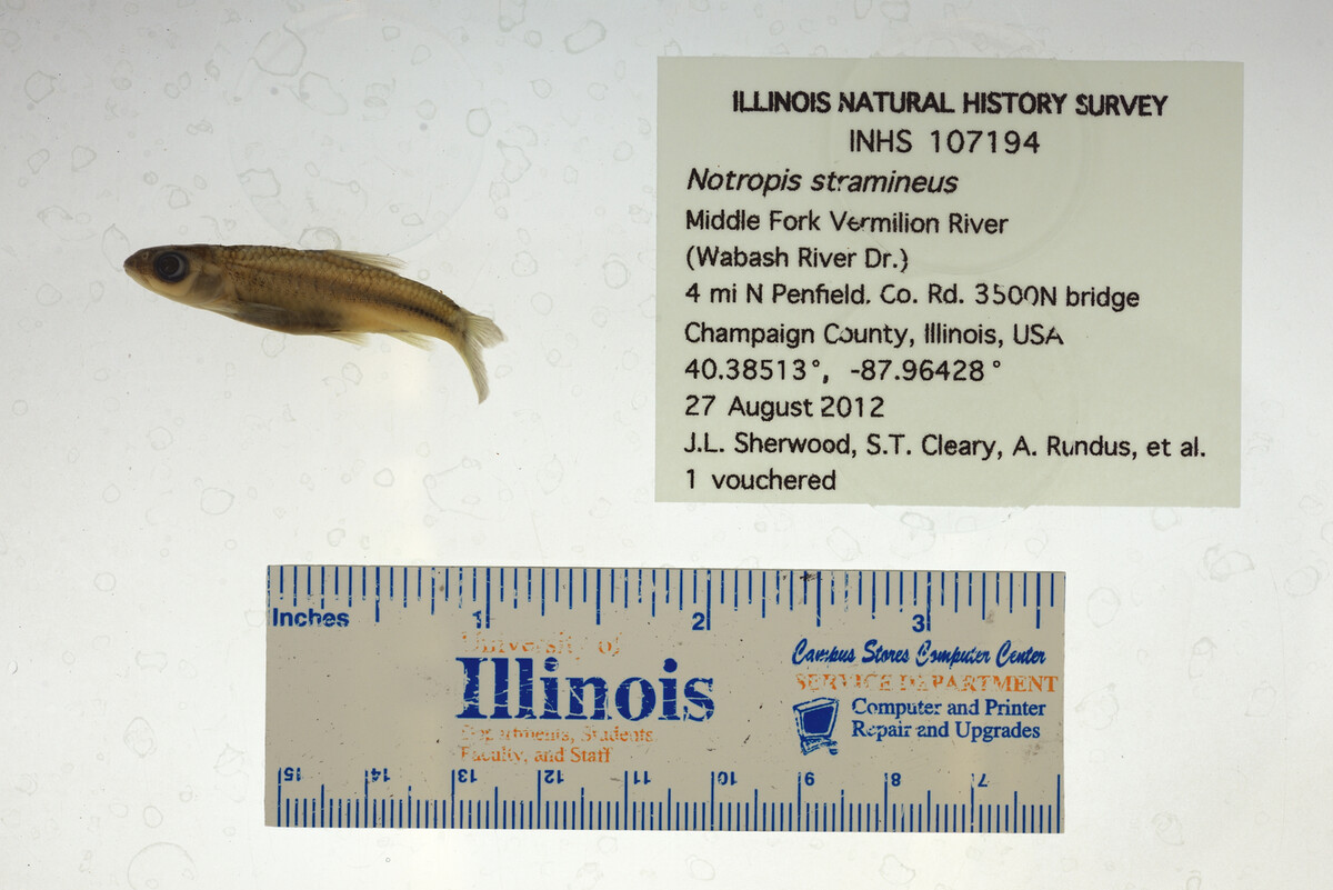 Notropis stramineus image