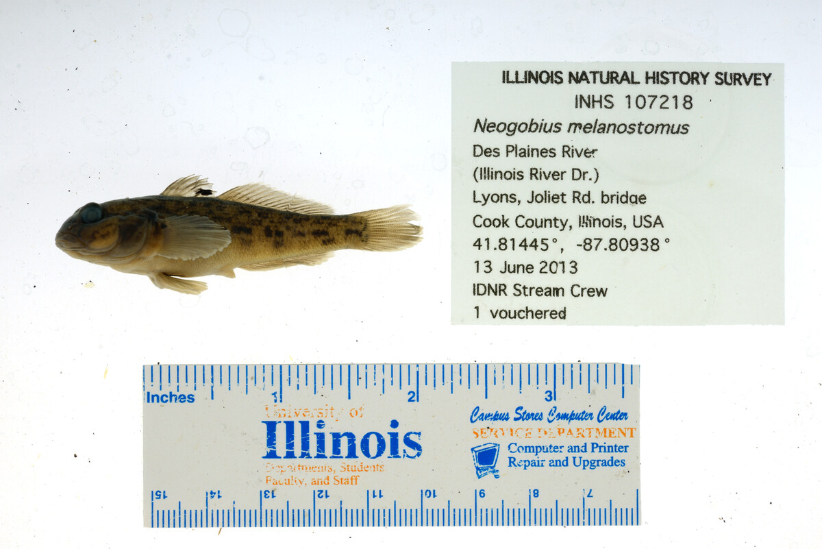 Neogobius melanostomus image