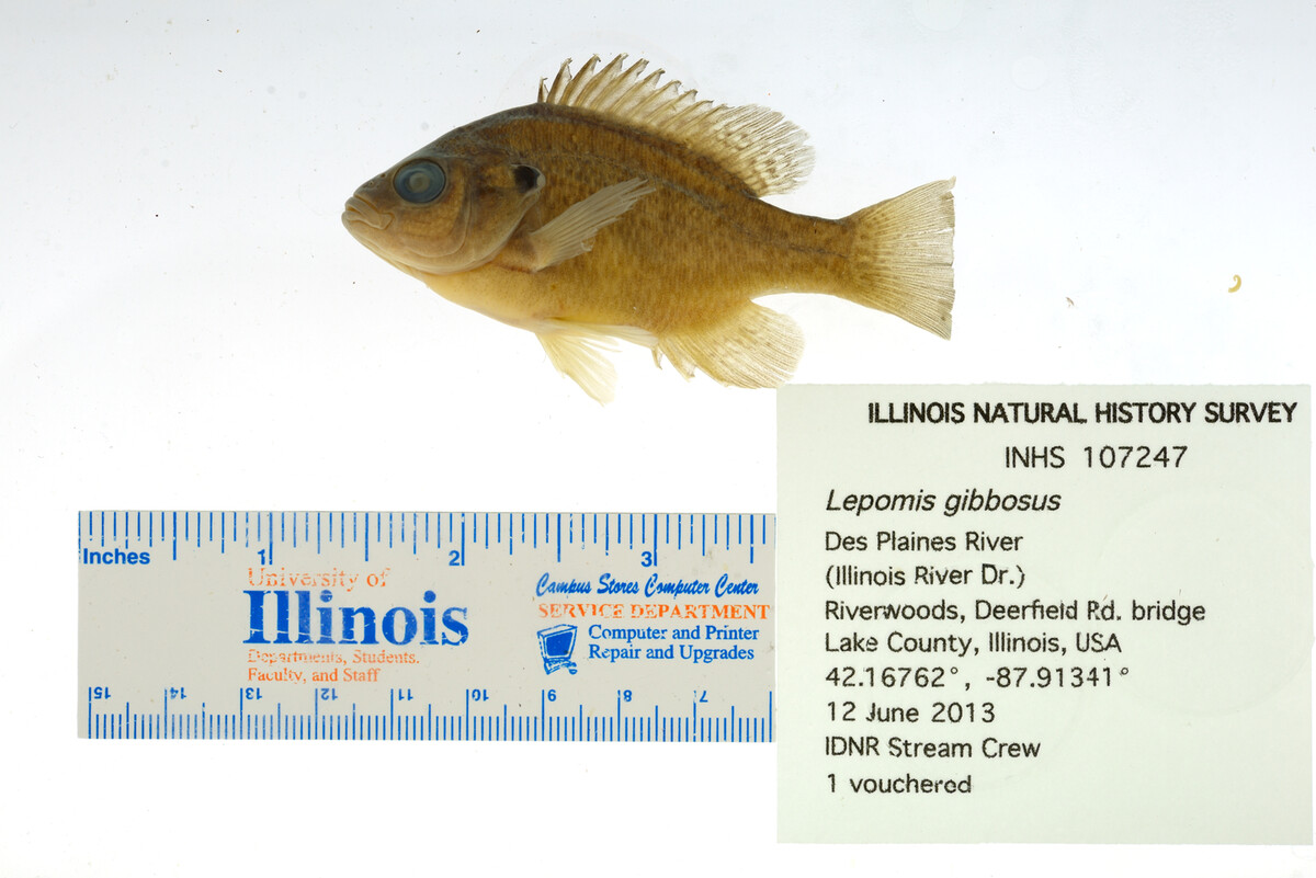 Lepomis gibbosus image