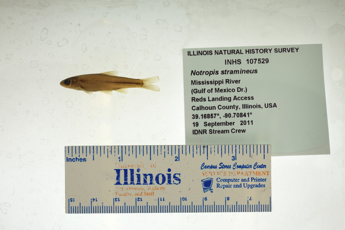 Notropis stramineus image