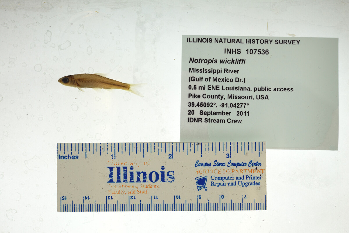 Notropis wickliffi image