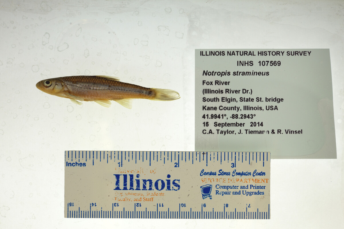 Notropis stramineus image
