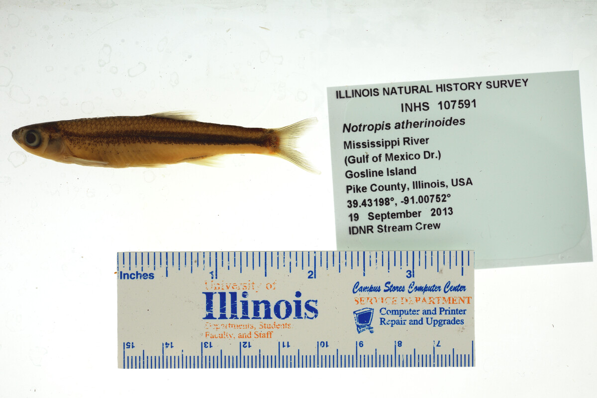 Notropis atherinoides image