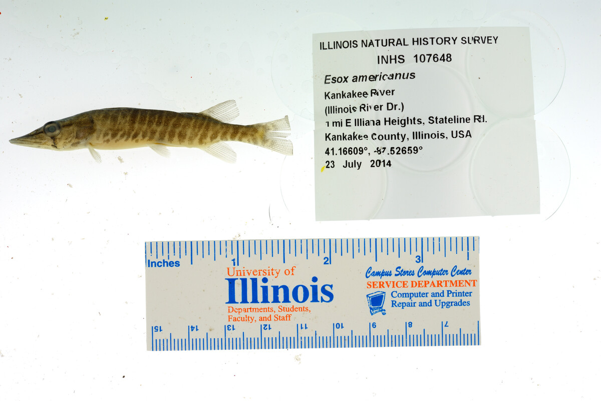 Esox americanus image