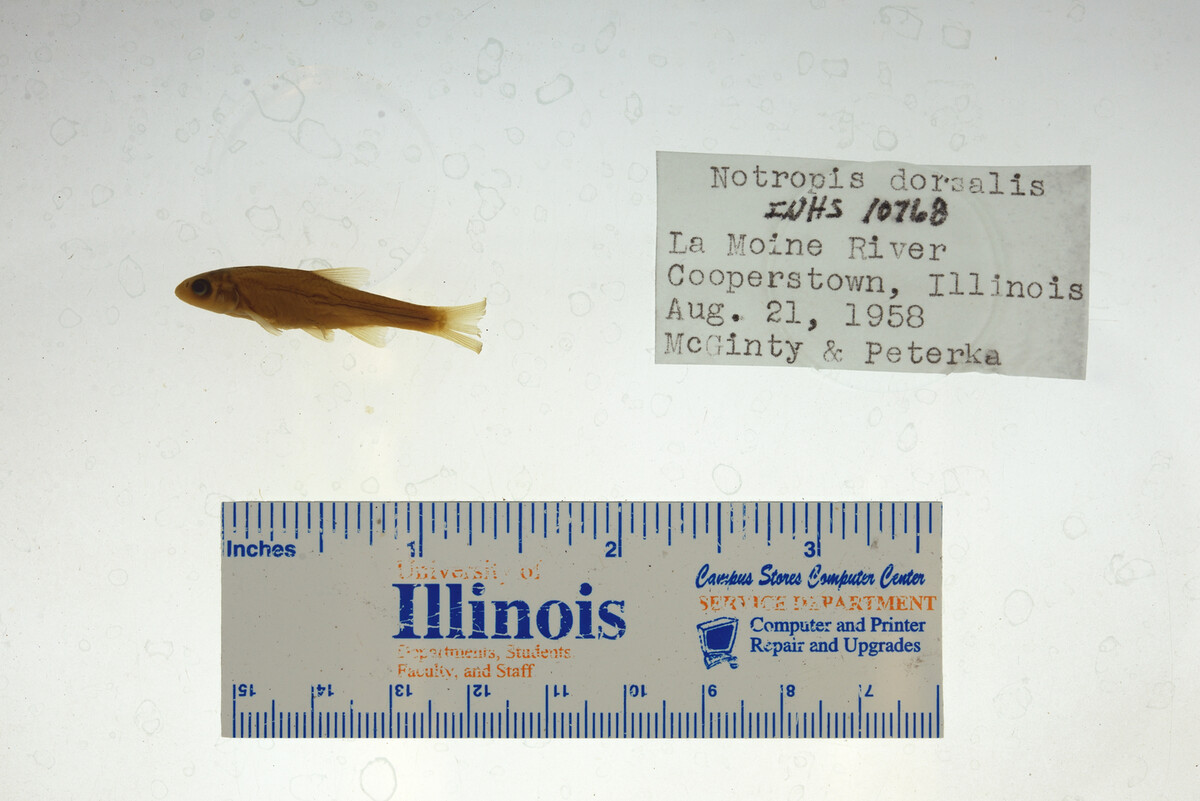 Hybopsis dorsalis image